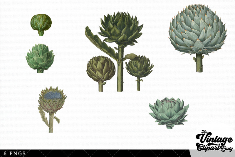 artichoke-vintage-vegetable-botanical-clip-art