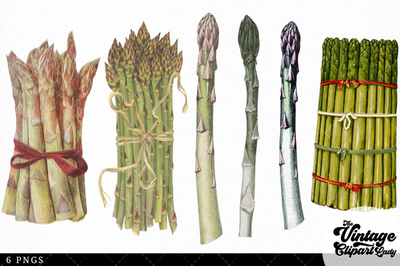 asparagas-vintage-vegetable-botanical-clip-art