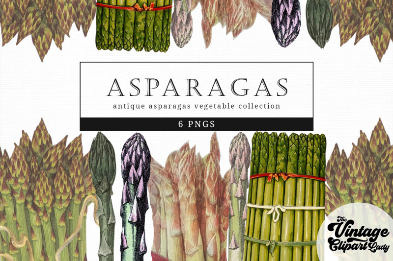 asparagas-vintage-vegetable-botanical-clip-art