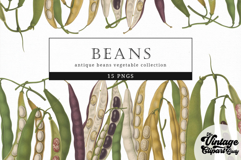 beans-vintage-vegetable-botanical-clip-art