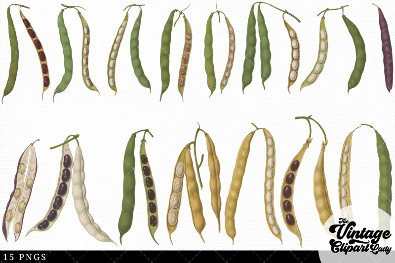 beans-vintage-vegetable-botanical-clip-art