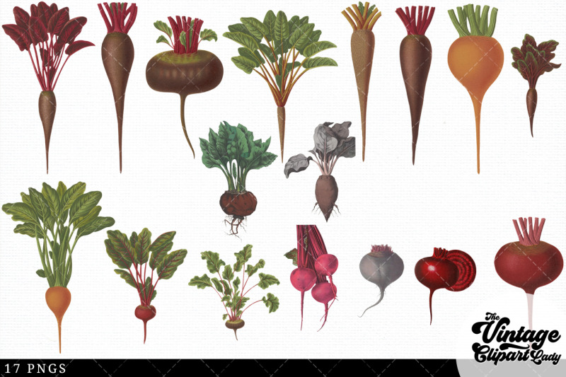 beet-vintage-vegetable-botanical-clip-art