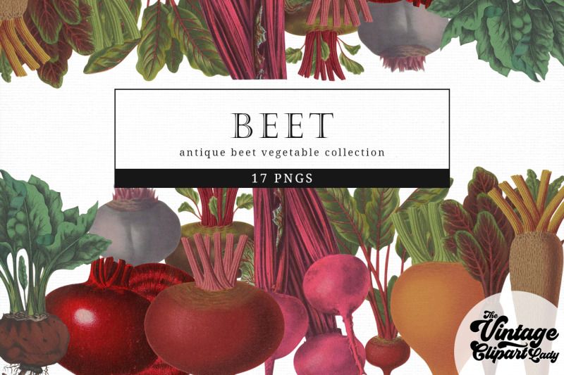 beet-vintage-vegetable-botanical-clip-art