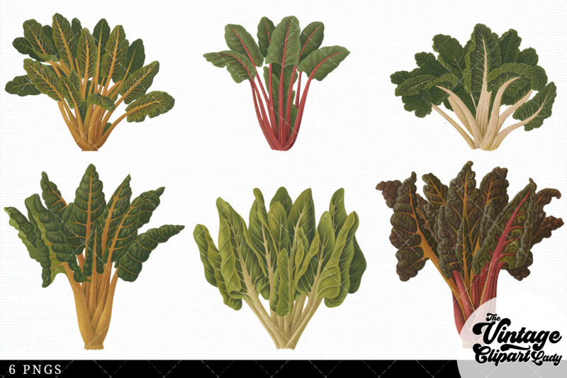 beet-swiss-chard-vintage-vegetable-botanical-clip-art