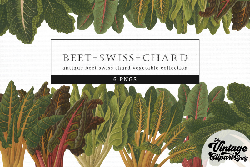 beet-swiss-chard-vintage-vegetable-botanical-clip-art