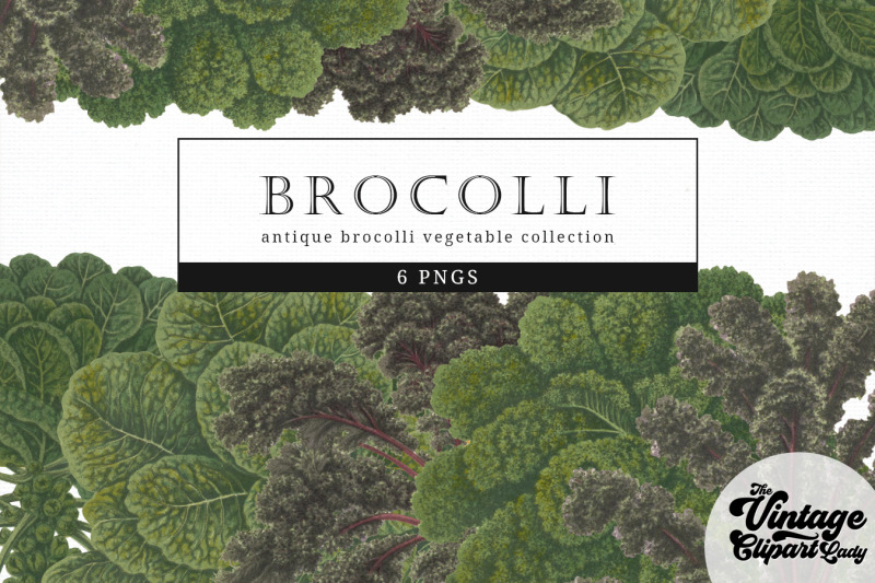 brocolli-vintage-vegetable-botanical-clip-art