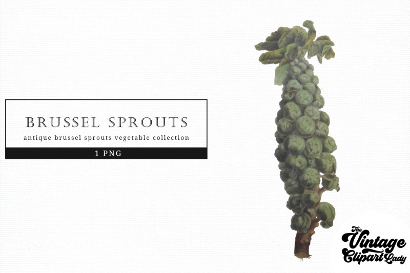 brussel-sprouts-vintage-vegetable-botanical-clip-art