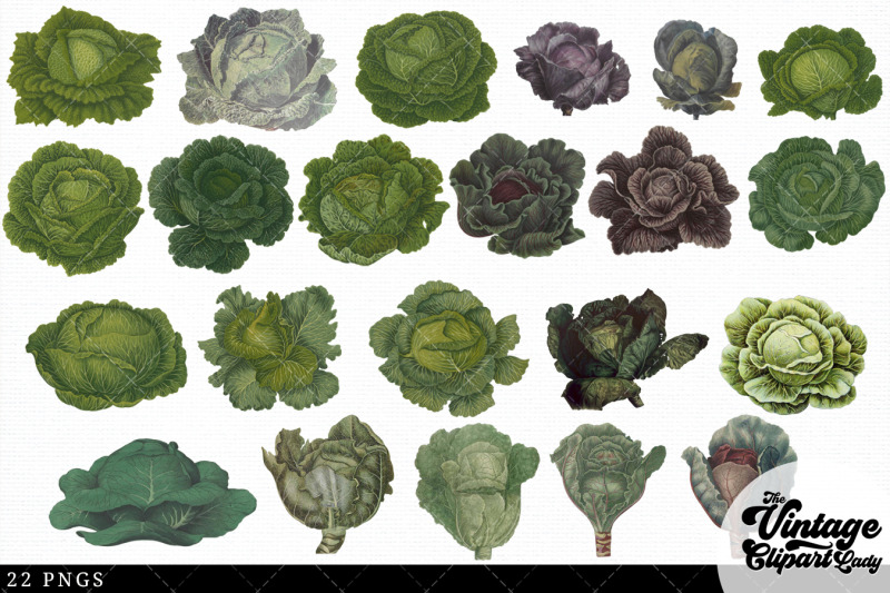 cabbage-vintage-vegetable-botanical-clip-art