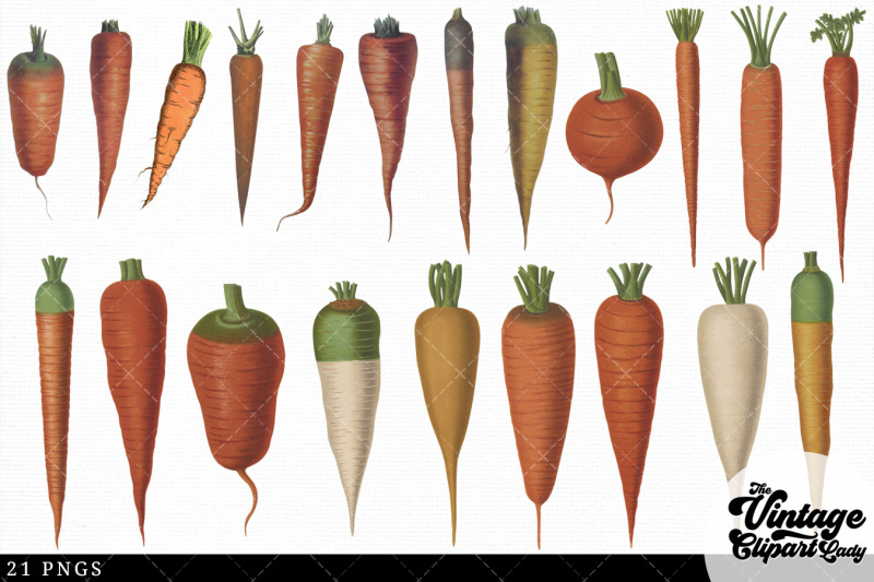 carrots-vintage-vegetable-botanical-clip-art