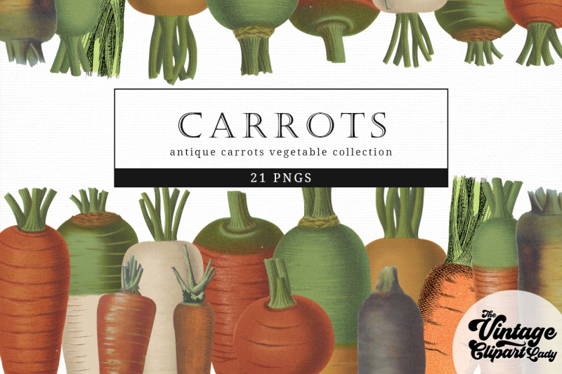 carrots-vintage-vegetable-botanical-clip-art