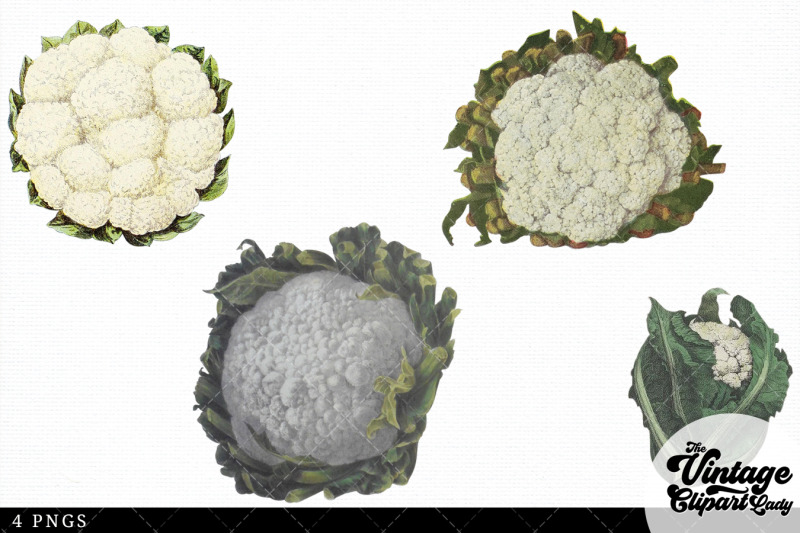 cauliflower-vintage-vegetable-botanical-clip-art