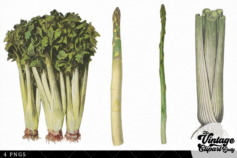 celery-vintage-vegetable-botanical-clip-art
