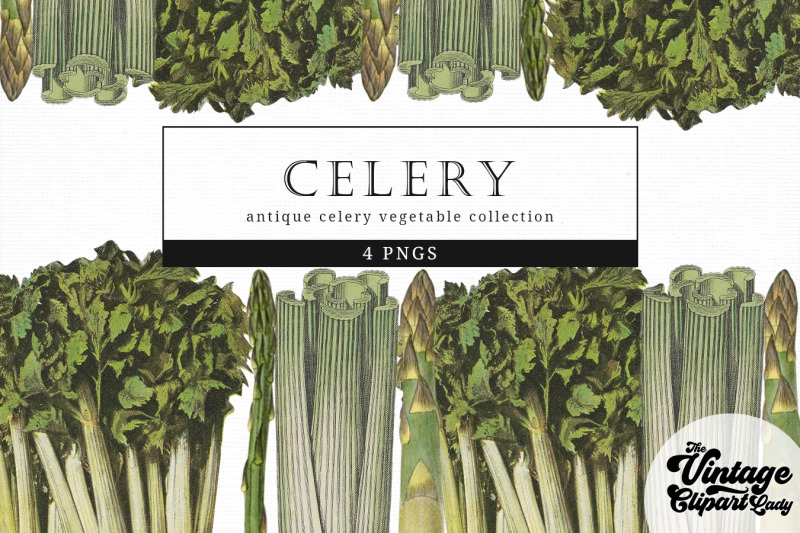 celery-vintage-vegetable-botanical-clip-art