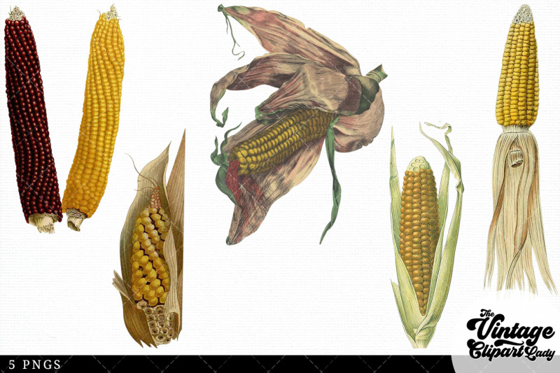 corn-vintage-vegetable-botanical-clip-art