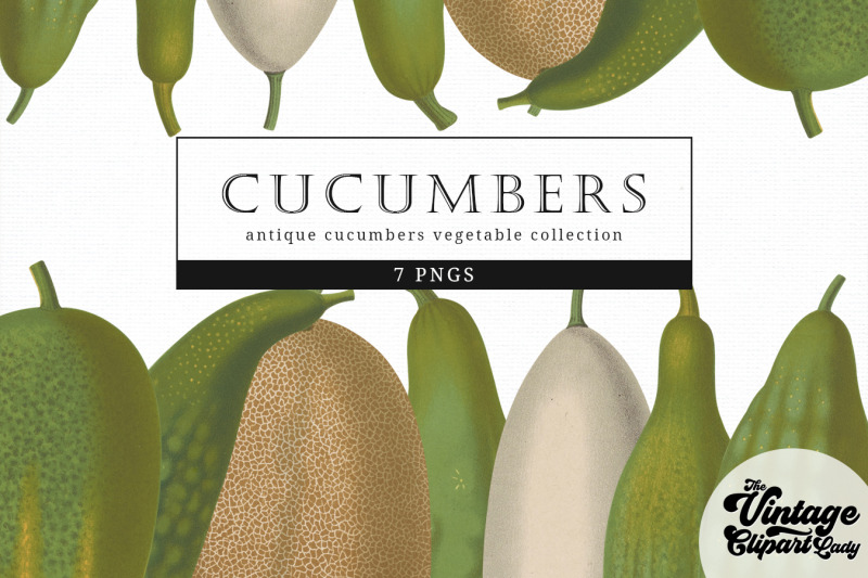 cucumbers-vintage-vegetable-botanical-clip-art