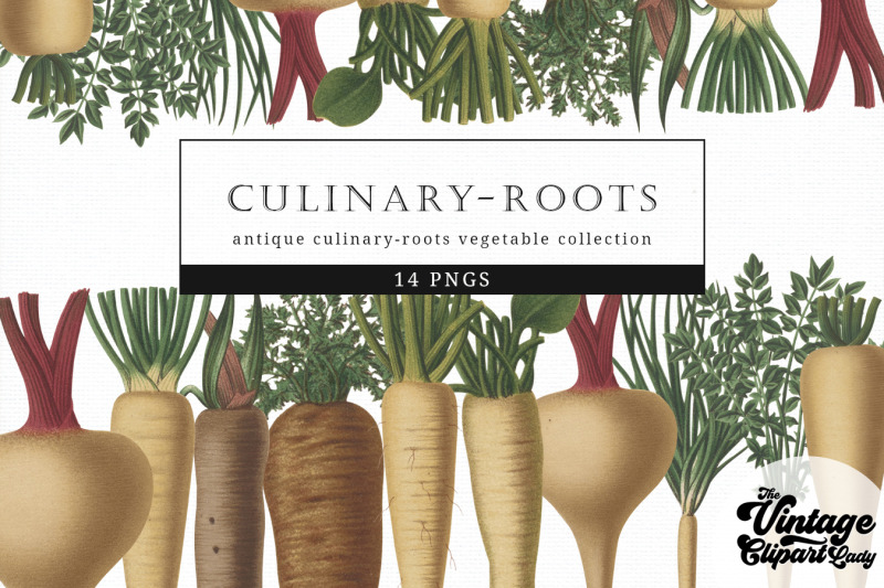 culinary-roots-vintage-vegetable-botanical-clip-art