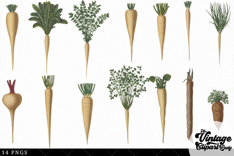 culinary-roots-vintage-vegetable-botanical-clip-art