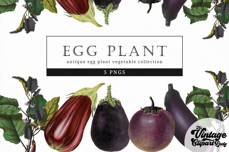 egg-plant-vintage-vegetable-botanical-clip-art