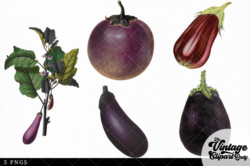 egg-plant-vintage-vegetable-botanical-clip-art