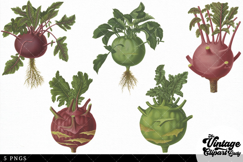 kohl-rabi-turnip-rooted-cabbage-vintage-vegetable-botanical-clip-art