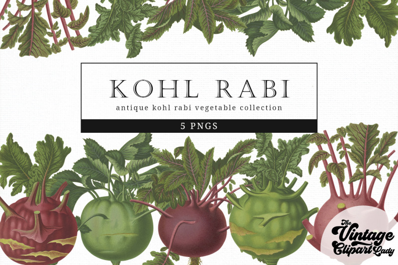 kohl-rabi-turnip-rooted-cabbage-vintage-vegetable-botanical-clip-art