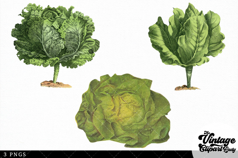 lettuce-vintage-vegetable-botanical-clip-art