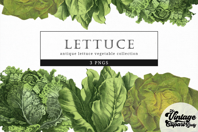 lettuce-vintage-vegetable-botanical-clip-art