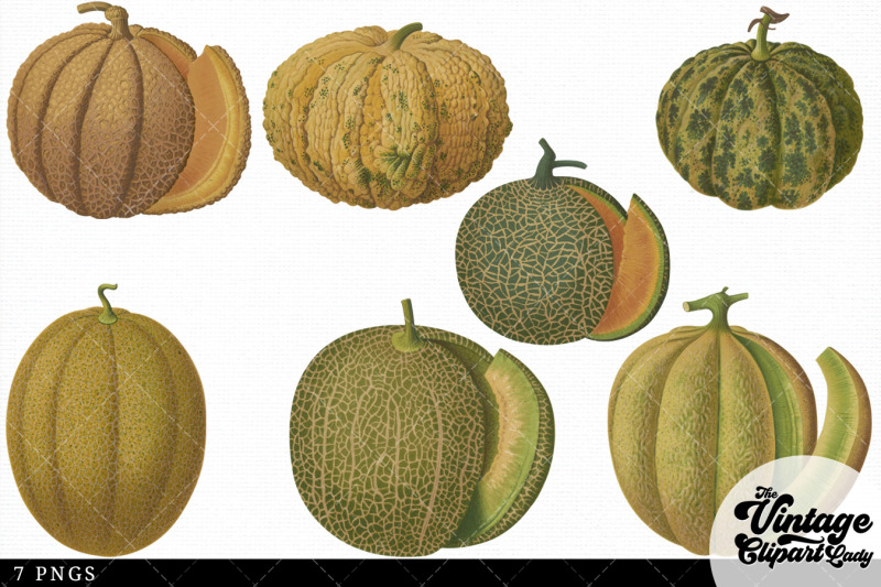melons-vintage-vegetable-botanical-clip-art