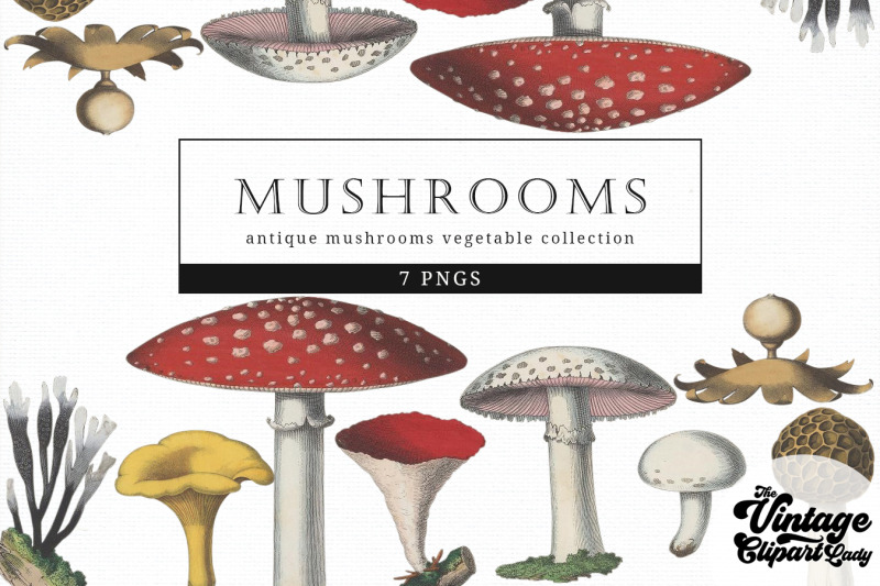 mushrooms-vintage-vegetable-botanical-clip-art