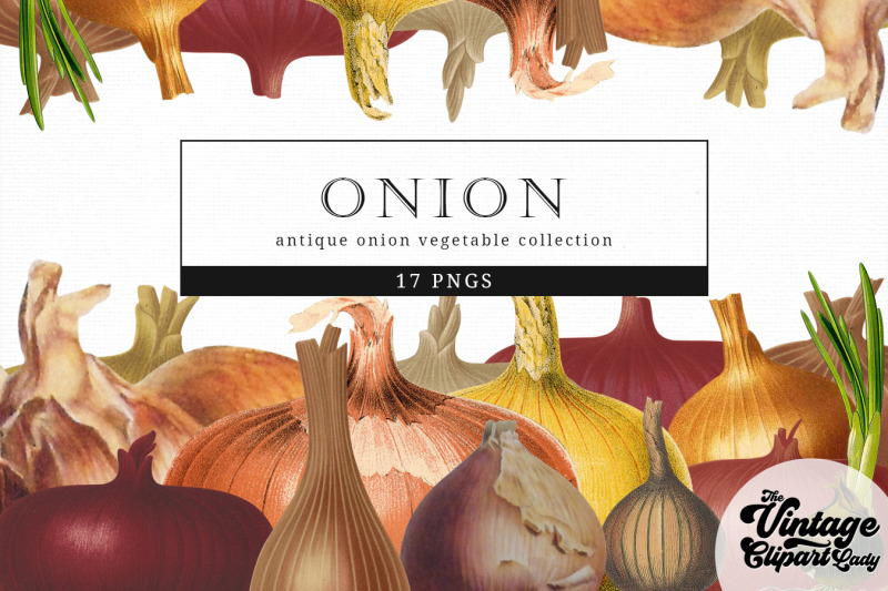 onion-vintage-vegetable-botanical-clip-art