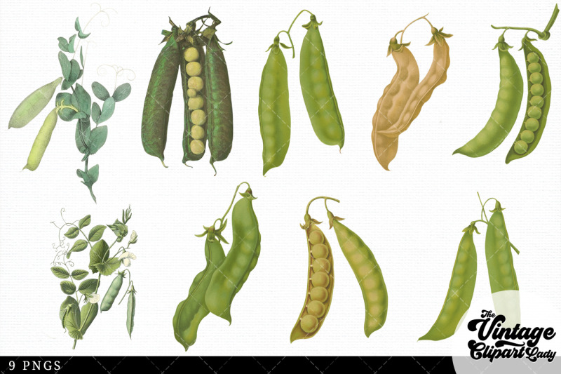 peas-vintage-vegetable-botanical-clip-art