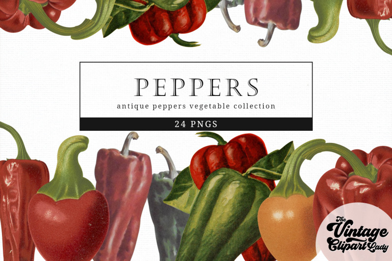 peppers-vintage-vegetable-botanical-clip-art