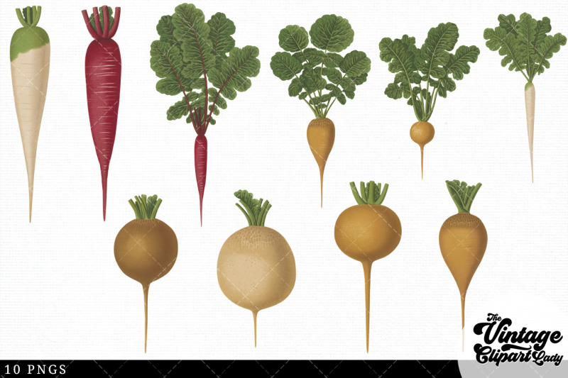 radishes2-vintage-vegetable-botanical-clip-art