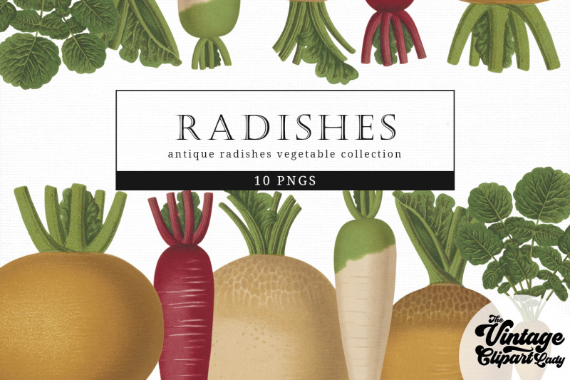 radishes2-vintage-vegetable-botanical-clip-art