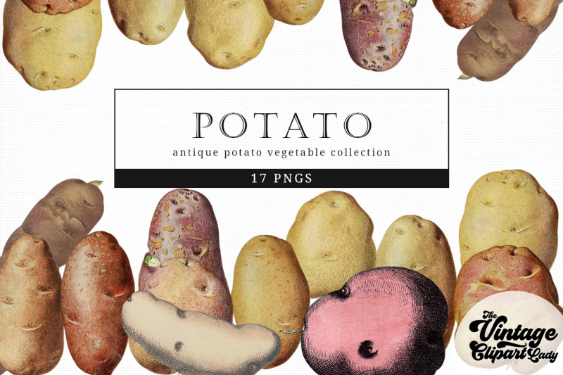 potato-vintage-vegetable-botanical-clip-art