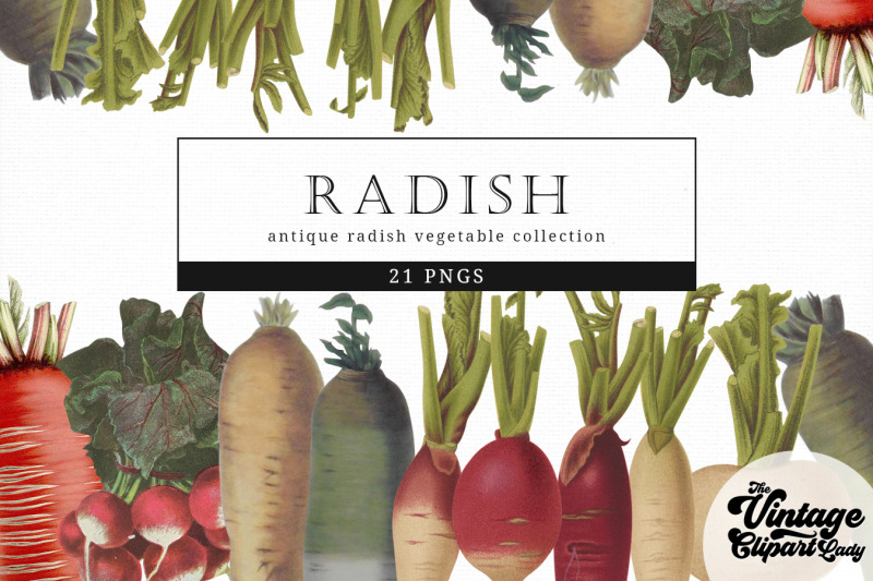 radish-vintage-vegetable-botanical-clip-art