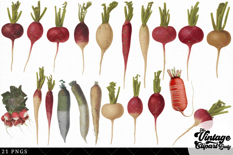 radish-vintage-vegetable-botanical-clip-art