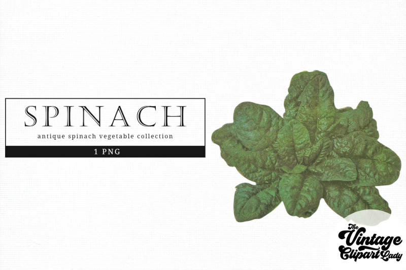 spinach-vintage-vegetable-botanical-clip-art