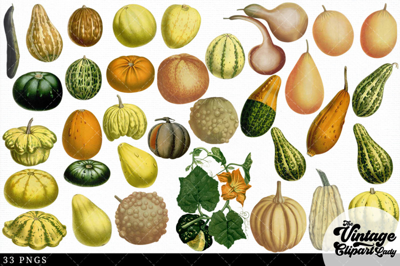squash-vintage-vegetable-botanical-clip-art