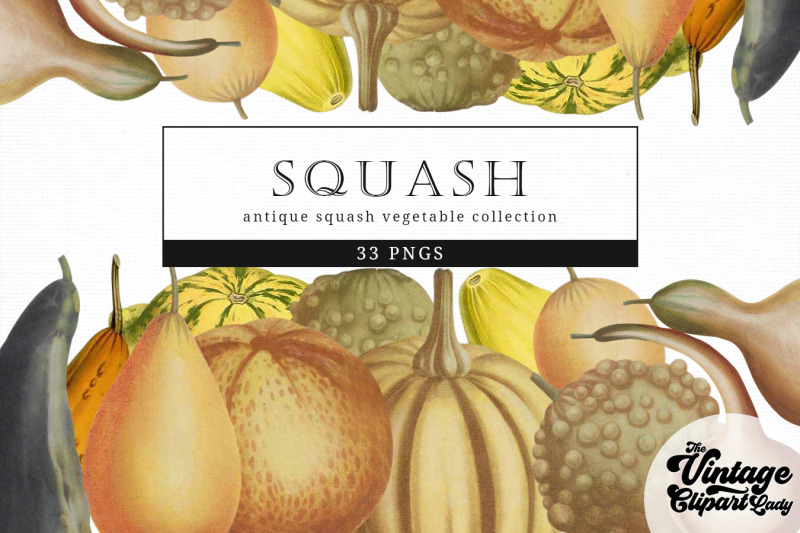 squash-vintage-vegetable-botanical-clip-art