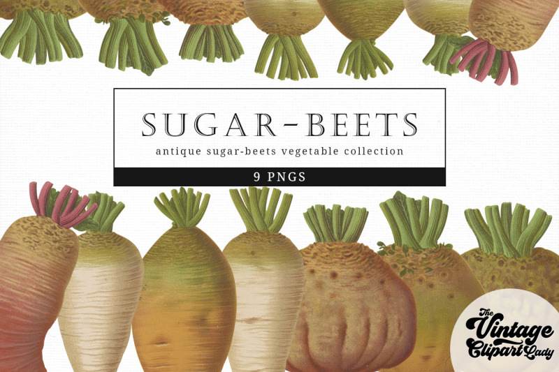 sugar-beets-vintage-vegetable-botanical-clip-art