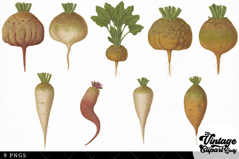 sugar-beets-vintage-vegetable-botanical-clip-art