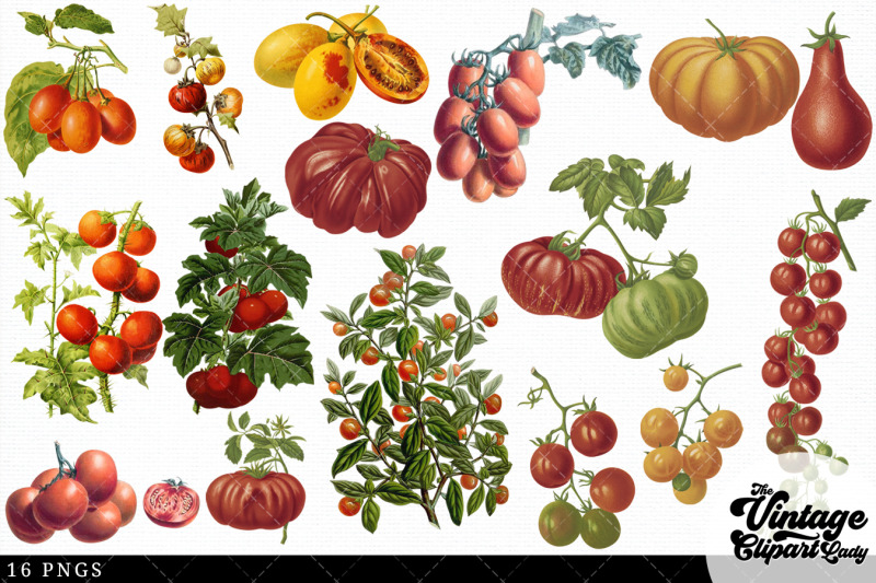 tomato-vintage-vegetable-botanical-clip-art