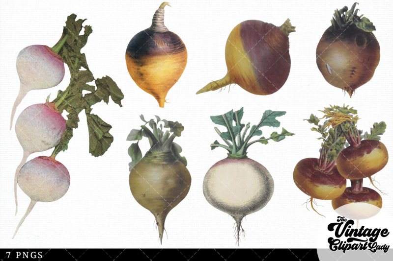 turnip-vintage-vegetable-botanical-clip-art