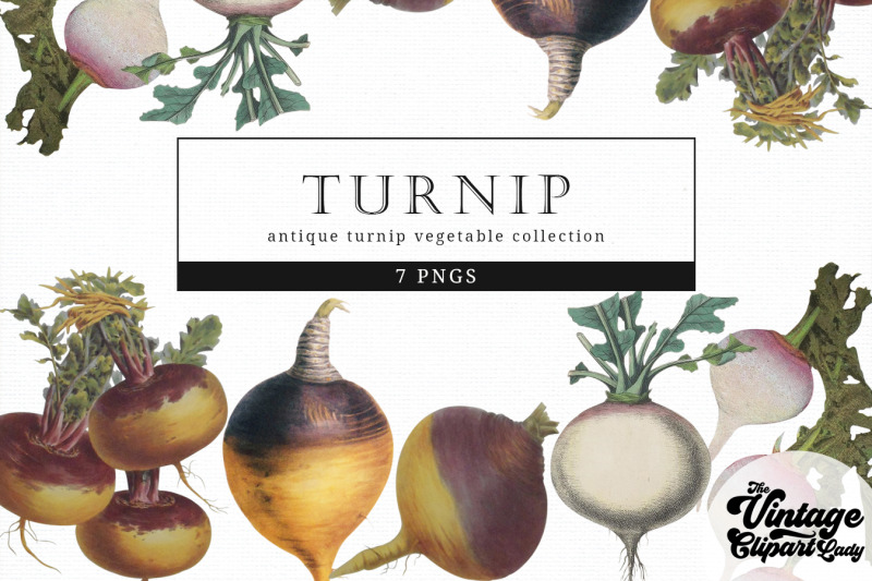 turnip-vintage-vegetable-botanical-clip-art