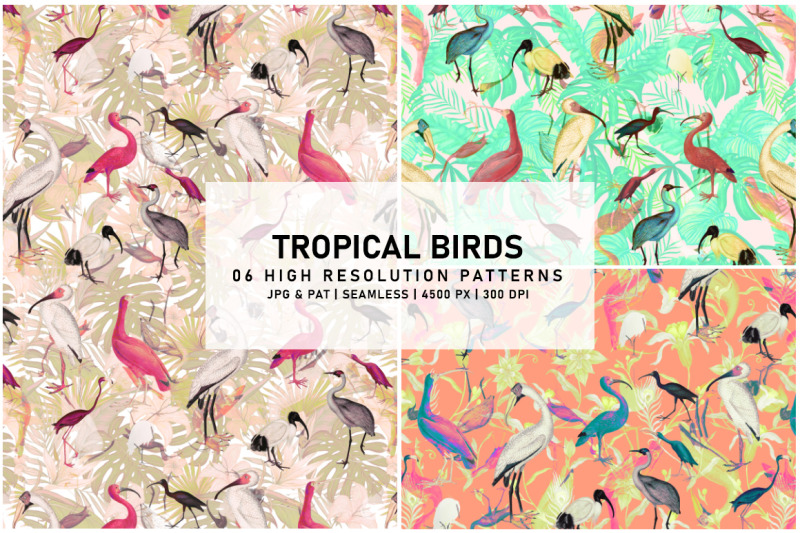 tropical-birds