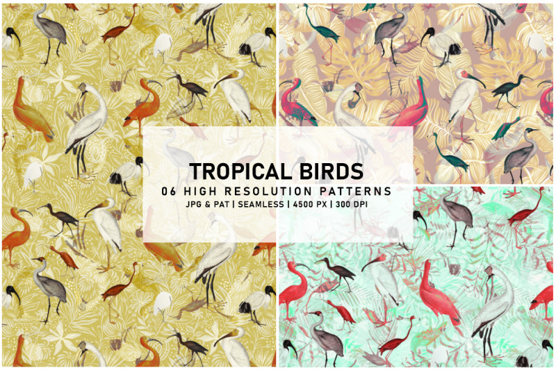 tropical-birds