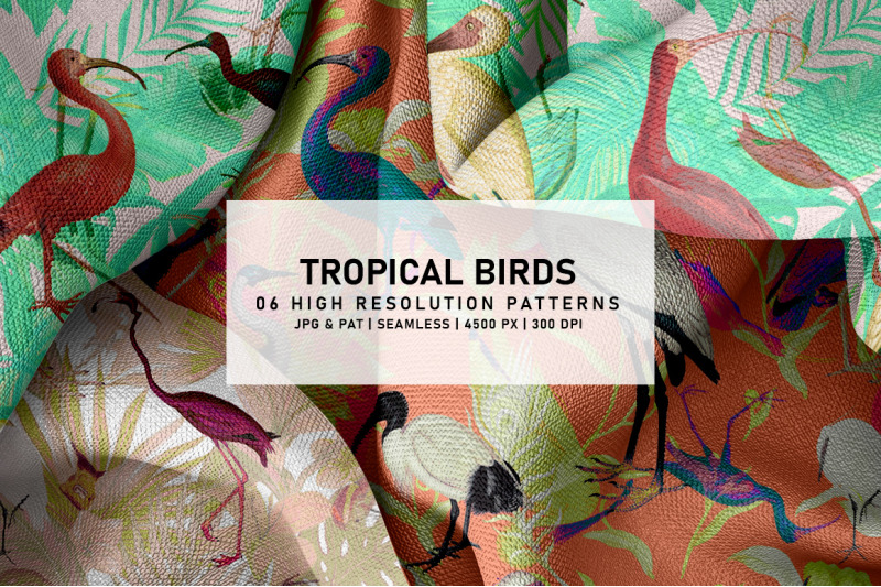 tropical-birds