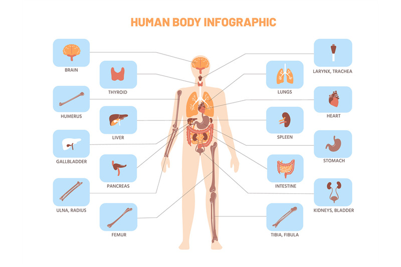 human-body-infographic-anatomy-medical-scheme-with-internal-organs-k