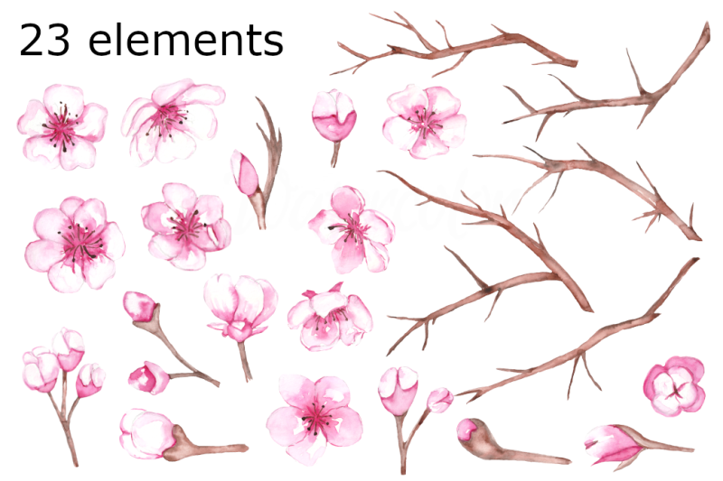 cherry-blossom-watercolor-clipart-flower-floral-botanical-sakura